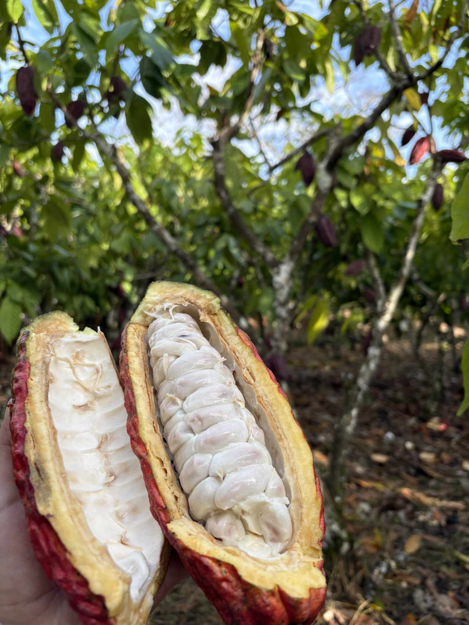 Peruvian cacao pod opened at Fundo Maranatha
